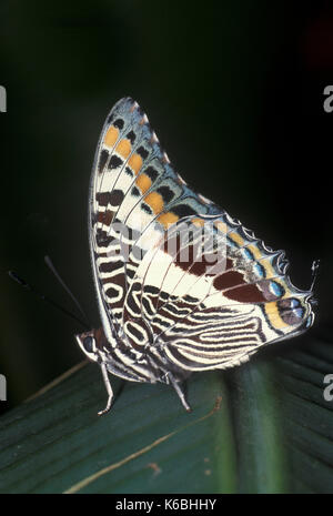 Deux queue pasha ou empereur foxy charaxes jasius, papillon, l'Afrique, dessous des ailes, Banque D'Images