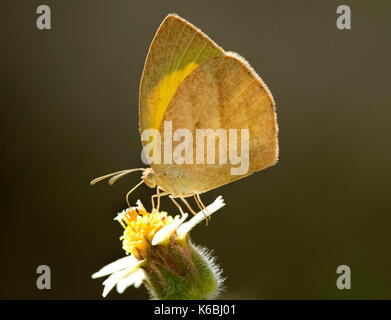 Jaune Orange tip papillon, ixias pyrene, se nourrissant de fleur, bandhavgarh national park, rétroéclairage, dessous des ailes Banque D'Images