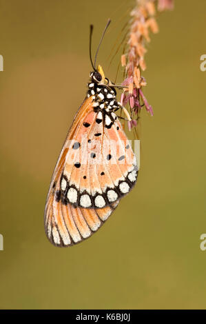 Tawny coster acraea terpsicore, papillon, bandhavgarh national park, orange sur la tige d'herbe Banque D'Images