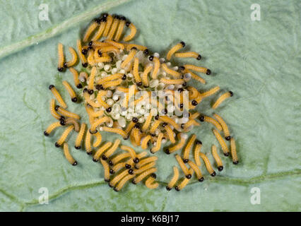 Grand papillon blanc du chou ou des œufs avec des chenilles nouvellement éclos, Pieris brassicae, larves, mis sur la plante hôte de feuille de chou, jaune, d'un cluster Banque D'Images