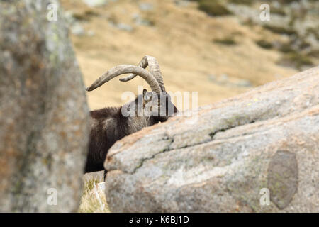 Ibex espagnol - la saison des amours Banque D'Images