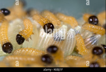 Grand papillon blanc du chou ou des œufs avec des chenilles nouvellement éclos, Pieris brassicae, larves, mis sur la plante hôte de feuille de chou, jaune, d'un cluster Banque D'Images