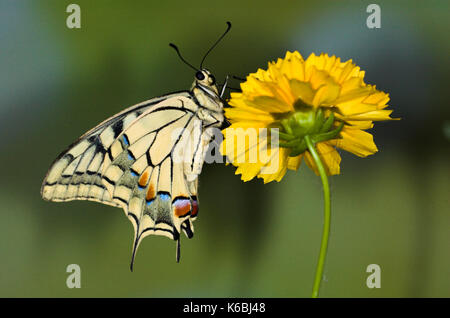 Papillon machaon papilio machaon, fleur jaune, reposant sur Banque D'Images