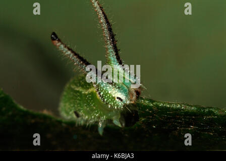 Purple emperor butterfly, Caterpillar, apatura iris, larves, Close up of head montrant de grandes cornes, vert, se nourrissant de feuilles jaunâtre Banque D'Images