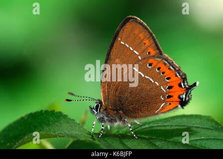 Papillon porte-queue noir, strymonidia pruni, vue latérale montrant bande orange, les points noirs et la queue sur l'aile postérieure, de petits yeux faux bleu Banque D'Images