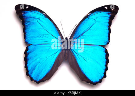 Papillon morpho peleides morpho () open wings blue irridescent, fond blanc, cut out Banque D'Images