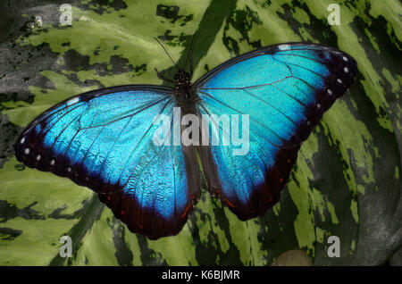 Morpho peleides papillon, reposant sur les ailes avec des feuilles, bleu ouvert couleur irridescent, Amérique du Sud et centrale, battant Banque D'Images