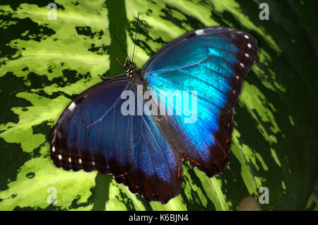 Morpho peleides papillon, reposant sur les ailes avec des feuilles, bleu ouvert couleur irridescent, Amérique du Sud et centrale, battant Banque D'Images