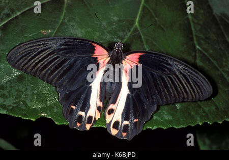 Scarlet swallowtail butterfly, papilio rumanzovia, noir et des ailes de couleur rose en Asie du sud-est Banque D'Images