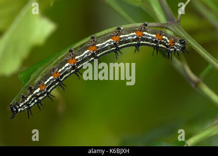 Feuille d'automne papillon, doleschallia bisaltide, nymphalidae sp. la Malaisie, les larves se nourrissant des feuilles de Caterpillar, les larves Banque D'Images