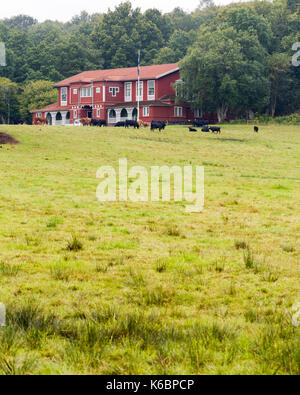 Ancienne grande maison en bois rouge typiquement suédois, maintenant servant de Nääs Salle de banquet, avec des vaches qui paissent dans les pâturages en dehors de Nääs Banquet Hall a été construit en 1906, pour être principalement utilisé pour jouer et danser la pratique. Communiqué de modèle : N° des biens : Non. Banque D'Images