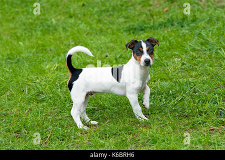 Jack Russell Terrier est. le Jack Russell Terrier est sur l'herbe dans le parc. Banque D'Images