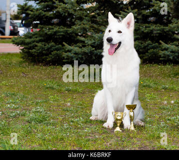 Berger Blanc sièges. le Berger Blanc sièges dans le parc à l'herbe. Banque D'Images