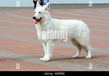 Le white shepherd profil. les bergers blancs sièges dans le parc à l'herbe. Banque D'Images