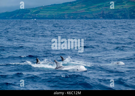 Un groupe de dauphins de Risso s'élancent dans les vagues près de la rive des Açores. Banque D'Images