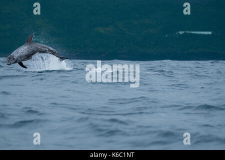 Un dauphin de Risso qui s'entête loin de l'eau près des A ores; normalement placide. Celui-ci pourcharait d'autres dauphins de son territoire. Banque D'Images