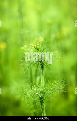 Blooming dill dans le jardin, journée ensoleillée, gros plan sur la plante. Banque D'Images
