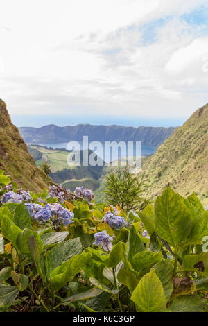Lagoa Azul avec Hortensia Bleu Plantes, Sao Miguel, Açores Banque D'Images