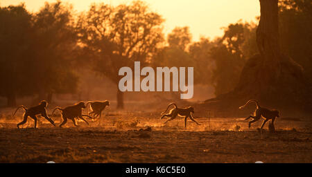 Des babouins chacma fonctionnant en lumière dorée avec la poussière, mana pools national park, Zimbabwe Banque D'Images