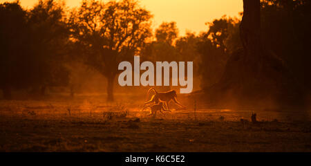 Des babouins chacma fonctionnant en lumière dorée avec la poussière, mana pools national park, Zimbabwe Banque D'Images