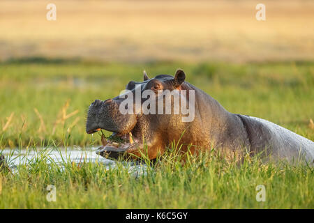 Hippopotame dans l'eau à la recherche. okavango delta, botswana, khwai Banque D'Images