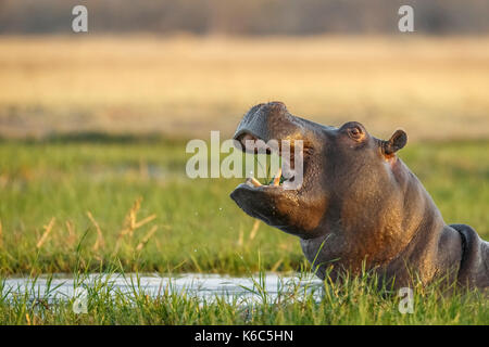 Hippopotame dans l'eau à la recherche. okavango delta, botswana, khwai Banque D'Images