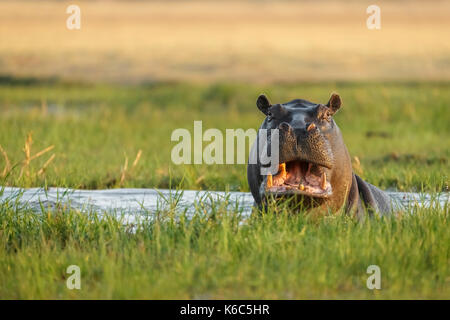 Hippopotame dans l'eau à la recherche. okavango delta, botswana, khwai Banque D'Images