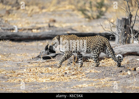 Leopard sur le déménagement, kwai, okavango delta, botswana Banque D'Images