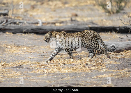 Leopard sur le déménagement, kwai, okavango delta, botswana Banque D'Images