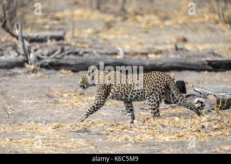 Leopard sur le déménagement, kwai, okavango delta, botswana Banque D'Images