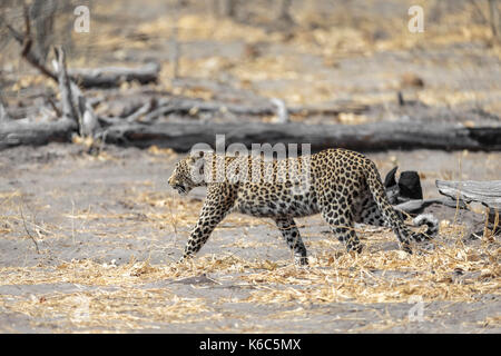 Leopard sur le déménagement, kwai, okavango delta, botswana Banque D'Images