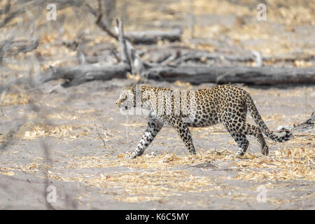 Leopard sur le déménagement, kwai, okavango delta, botswana Banque D'Images