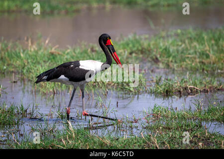Bec de selle stork pêche en rivière Kwaï, botswana Banque D'Images