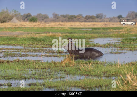 Hippo yawning in marsh, delta de l'Okavango au Botswana Banque D'Images