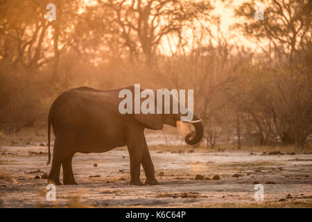 Éléphant dans la poussière, kwai , le Botswana, okavango delta, Banque D'Images