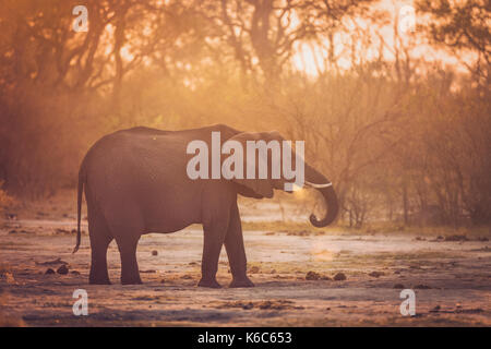 L'éléphant au Botswana , la poussière , kwai, okavango delta, Banque D'Images