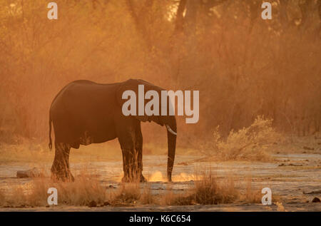 Éléphant dans la poussière, kwai , le Botswana, okavango delta, Banque D'Images