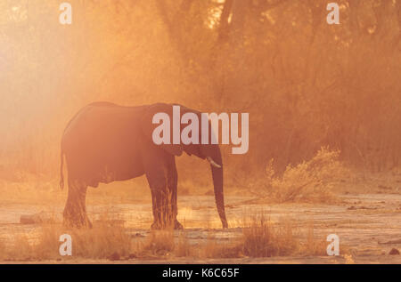 Éléphant dans la poussière, kwai , le Botswana, okavango delta, Banque D'Images