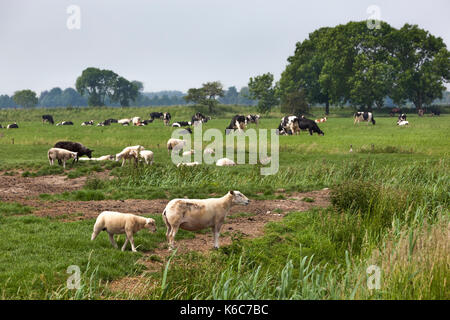 Agneaux et moutons vaches qui paissent sur les pâturages verts dans les Pays-Bas Banque D'Images