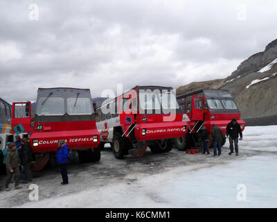 Glacier tout-terrain excursions en bus au glacier Athabasca sur le champ de glace Columbia, Alberta, Canada. Banque D'Images