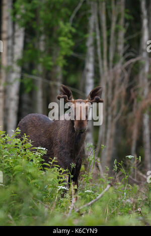 Aka Elk eurasienne de l'Orignal (Alces alces) au printemps, l'Europe Banque D'Images