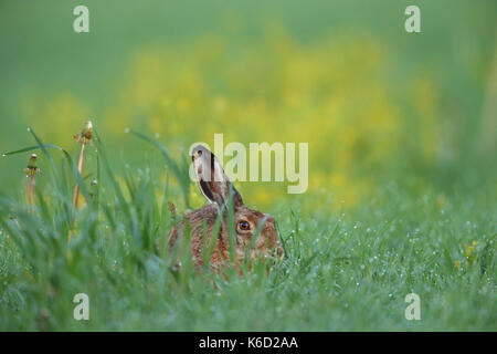 European Brown Hare (Lepus europaeus) assis dans un champ humide de rosée. L'Europe Banque D'Images