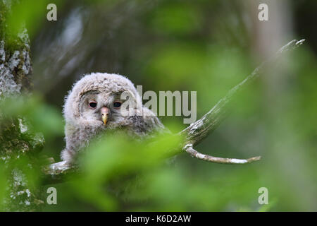 Chouette de l'Oural pour mineurs (Strix uralensis) en Estonie, Europe Banque D'Images