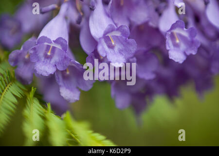Soft, faible profondeur de champ pour traitement. fleur Jacaranda Banque D'Images