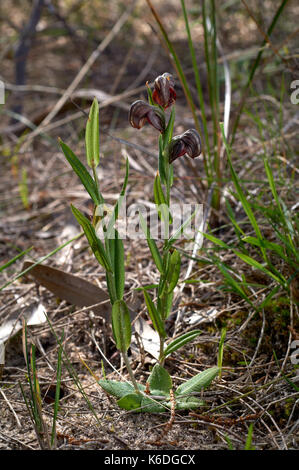 Bandes marron Greenhood Orchid, Urochilus sanguineus. De plus en milieu naturel dans le parc de conservation de Scrub Aldinga (Australie-Méridionale), Aldinga (Australie-Méridionale), de l'Australi Banque D'Images