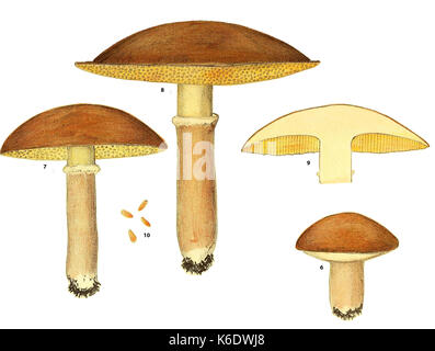 Boletus clintonianus Pk. N. Y. State Museum et Bull. 25, pl. 61 (1899) Banque D'Images