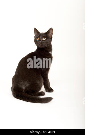 6 mois du chaton, chat, noir, en studio, uk Banque D'Images