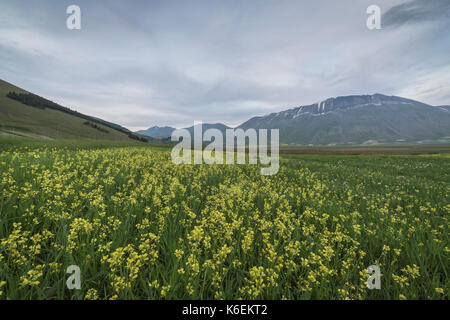 Fleurs jaunes en fleur encadrent les montagnes Castelluccio di Norcia province de Pérouse Ombrie Italie Europe Banque D'Images