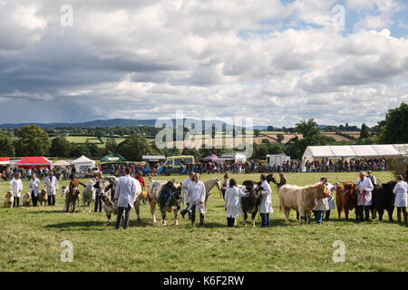 L'Kington Show (Kington Horse Show & Agricultural Society), Herefordshire, Angleterre. Un élevage traditionnel, produire et montrer de l'horticulture Banque D'Images