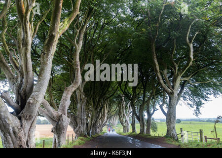 L'obscurité des couvertures sur bregagh rd, ballymoney, Antrim, en Irlande du Nord, une avenue de deux cents ans, les hêtres vu dans la série tv hbo près de grac Banque D'Images